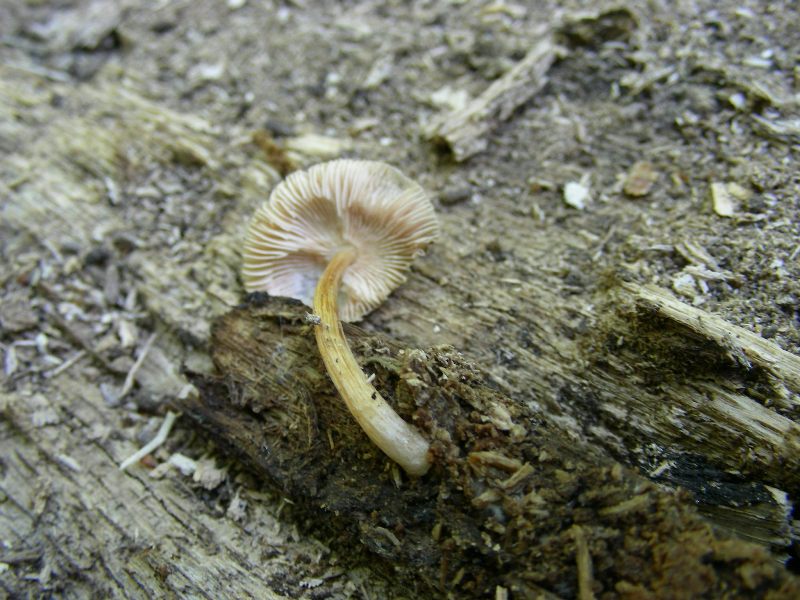 6) Fotografati il 16.06.2012. sotto Quercia